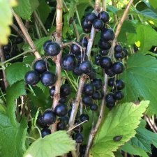 Ribes nigrum Titania, Svarta Vinbär