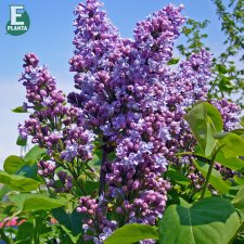 Syringa vulgaris Norrfjärden, Ädelsyrén