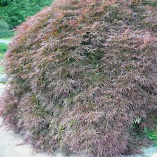 Acer palmatum Garnet (Dissectum Garnet), Japansk Blodlönn