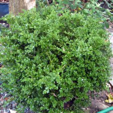 Buxus microphylla Faulkner, Buxbom