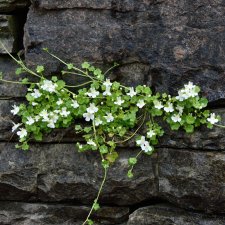 Cymbalaria pallida Alba, Storblommig Murreva, P9cm