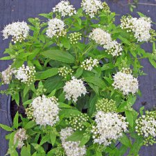 Spiraea japonica Albiflora, Höstspirea