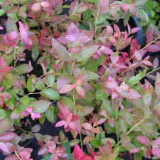 Vaccinium angustifolium Oskar ®, Hybridblåbär