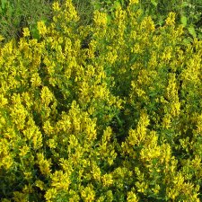 Genista tinctoria Royal Gold, Färgginst