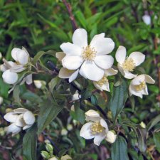 Philadelphus lewisii Waterton, Norlandsshersmin, busk C3,5