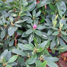 Rhododendron ponticum Goldflimmer, Rododendron