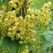 Ribes rubrum Gullan, Vita Vinbär