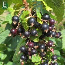 Ribes nigrum Narve Viking ® E, Svarta Vinbär, busk C3,5