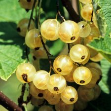 Ribes rubrum Vit Jätte, Vita Vinbär, busk C3,5