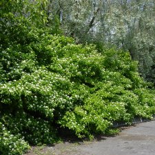 Cornus sanguinea Fk Halltorp E, Skogskornell, busk C3,5