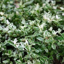 Euonymus fortunei Harlequin