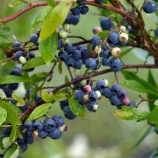 Vaccinium corymbosum Goldtraube 71 (Goldtraube), Amerikansk Blåbär