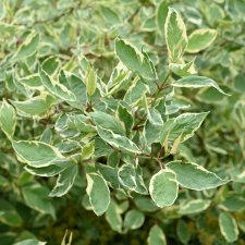 Cornus alba Cream Cracker ® / Bailhalo, Rysk Kornell, busk C3,5