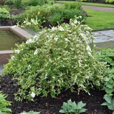 Exochorda The Bride, Pärlbuske