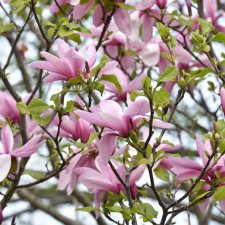 Magnolia liliflora Galaxy