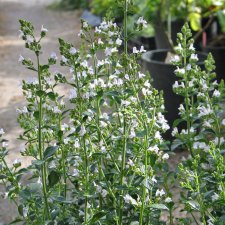 Clinopodium (Calamintha) nepeta White Cloud, Stenkyndel, P9cm