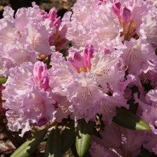 Rhododendron yak. Caroline Allbrook