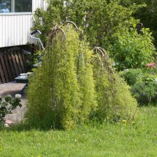 Caragana arborescens Walker
