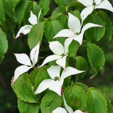 Cornus florida, Blomsterkornell