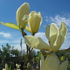 Magnolia denudata Yellow River (Fei Huang), Yulanmagnolia