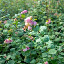Symphoricarpos x doorenb. Mother of Pearl, Doorenbossnöbär