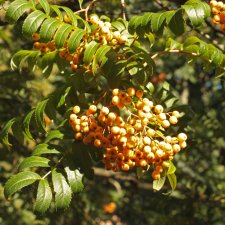 Sorbus Joseph Rock