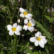 Anemone tomentosa Royal Blanco