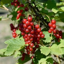Ribes rubrum Jonkheer van Tetz, Röda Vinbär