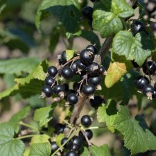 Ribes nigrum Risarp, Svarta Vinbär, busk C3,5