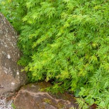 Flikbladig Japansk Lönn