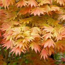Acer shirasawanum Moonrise
