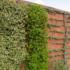 Pyracantha coccinea Red Column