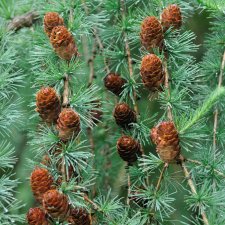 Larix kaempferi