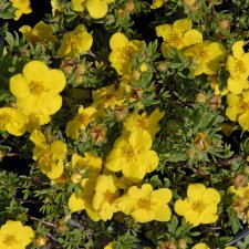 Dasiphora fruticosa Goldteppich