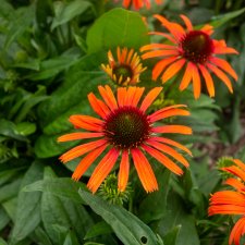 Echinacea hybr. Orange Skipper ®