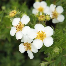 Dasiphora fruticosa Snowflake