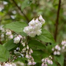 Deutzia scabra Codsall Pink