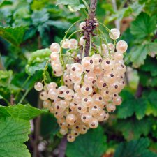 Ribes rubrum Piikkiön Helmi