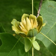 Liriodendron tulipifera