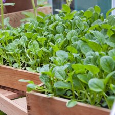 Spinacia oleracea, Spenat