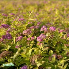 Spiraea japonica Goldflame, Praktspirea, busk C3,5