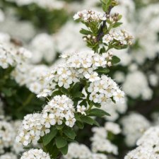 Spiraea nipponica June Bride, Girlandspirea