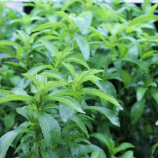 Stevia rebaudiana, Stevia, Sötflockel, C13cm