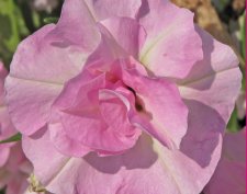 Petunia, Stickling, SweetSunshine ® Light Pink