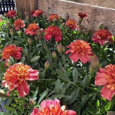 Tagetes Strawberry Blonde