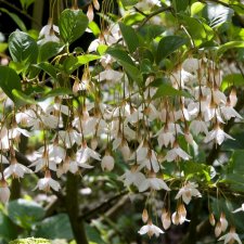 Styrax japonicus, Japansk Storax, 50-60 C4