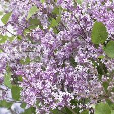 Syringa meyeri Flowerfesta ® Purple