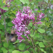 Syringa meyeri Red Pixie, Dvärgsyrén, 30-40 C3