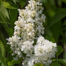 Syringa vulgaris Mme Lemoine, Ädelsyrén