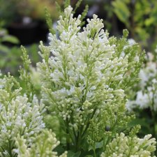 Syringa x prestoniae Agnes Smith, Prestonsyrén